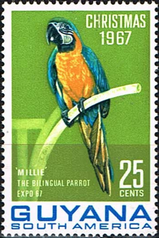 The Swearing Parrot