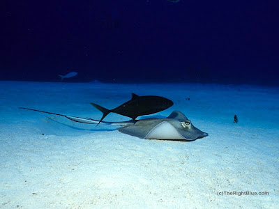 Dive Buddies