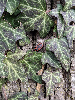 Pyrrhocoris apteris – commonly called the "firebug".