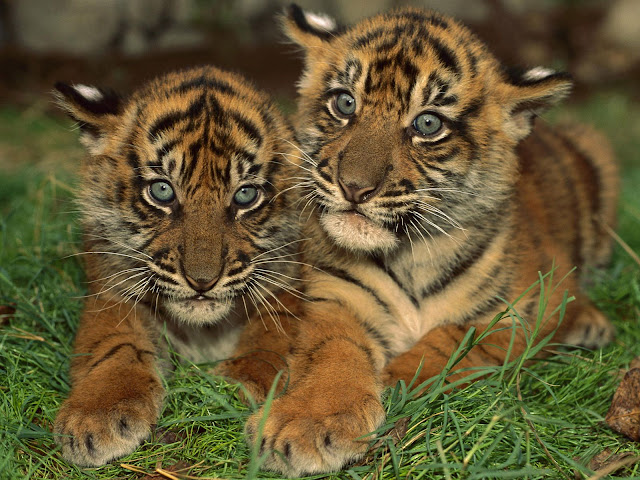 Two Baby Tigers