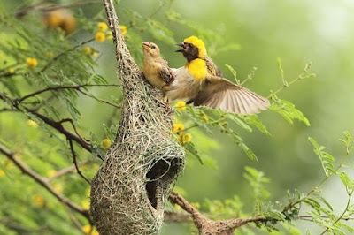 Baya weaver