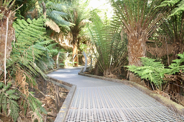 boardwalk above rainforest floor