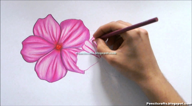 Pencil Drawings Of Flowers And Butterflies Step By Step