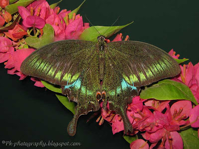 Paris Peacock Butterfly