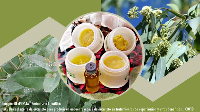 Uso del aceite de eucalipto para producir un ungüento a base de eucalipto en tratamientos de vaporización y otros beneficios en tiempos de covid-19