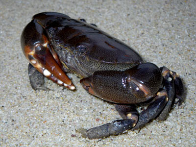 Spotted-belly Crab (Ozius guttatus)