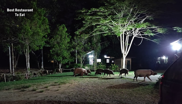 Myne Resort Bilit Sandakan Kinabatangan - Wild Boar