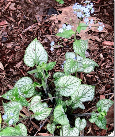 Brunnera_JackFrost2