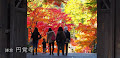 [写真] 円覚寺の紅葉は見どころたくさん！満足感アリ♪