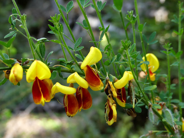 yellow pea flowers with red jowels