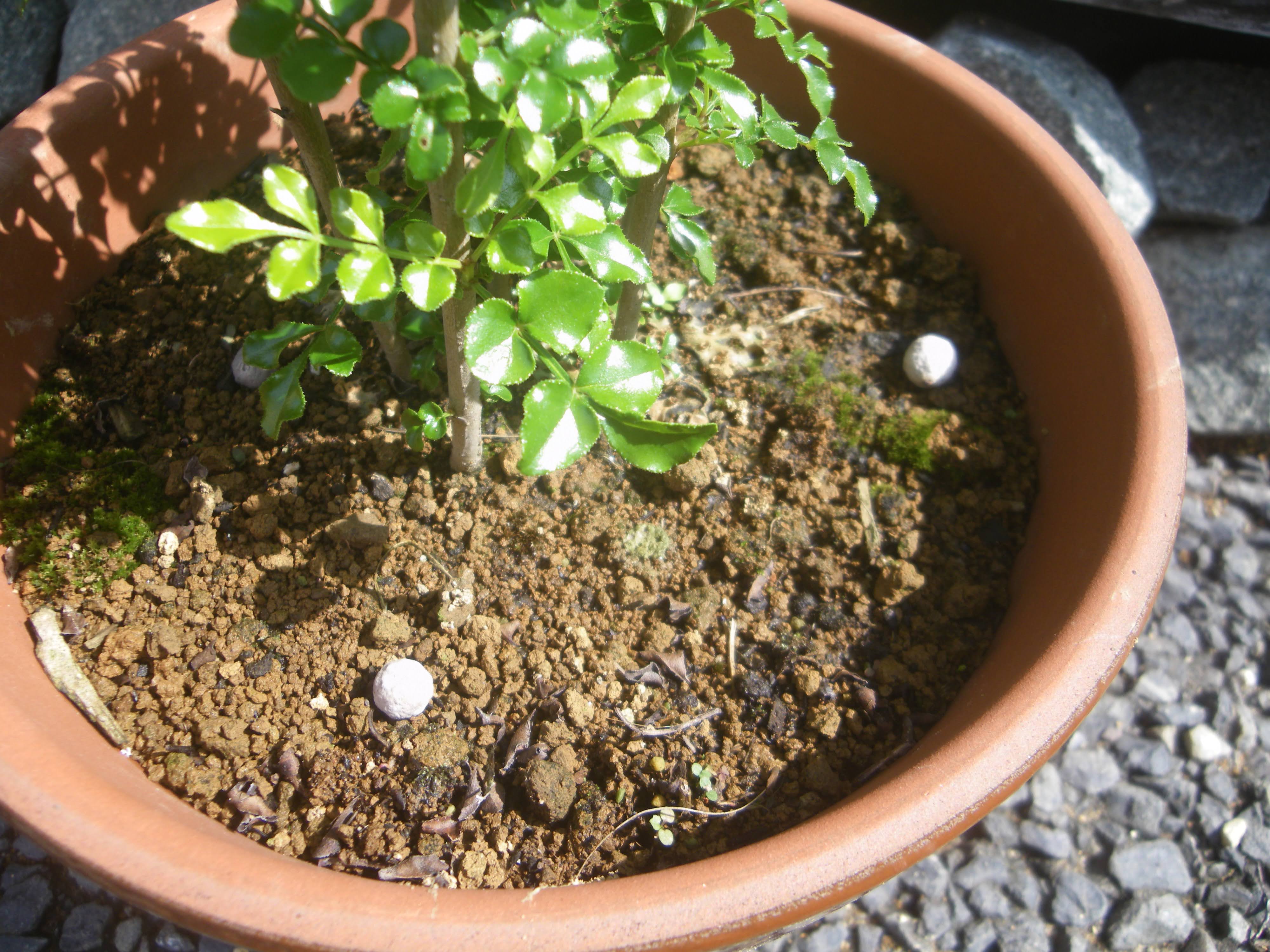 シマトネリコの鉢植えの育て方 植え付け編 肥料と剪定 メダカの大工