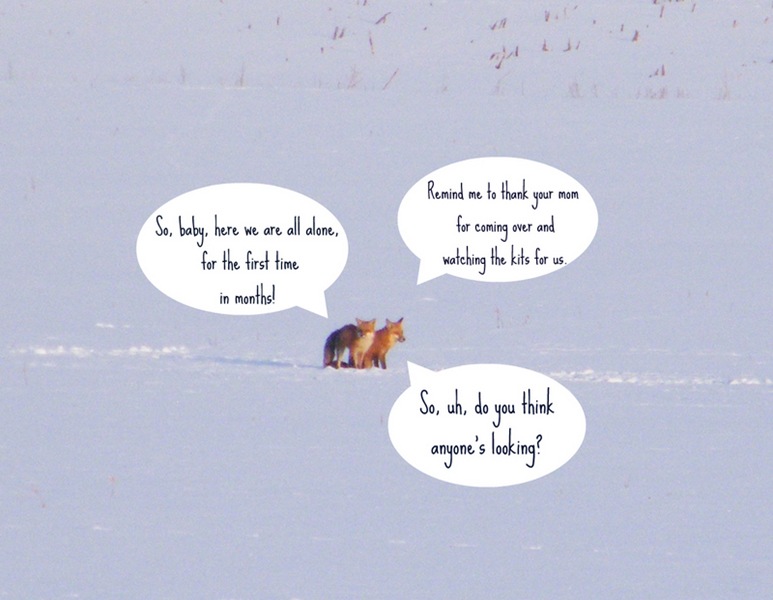 2011_0131foxsnowman0013-1