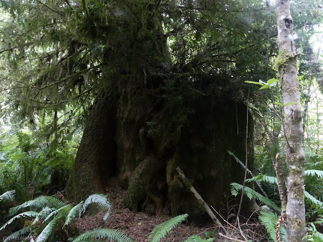 douglas fir on a redwood stump
