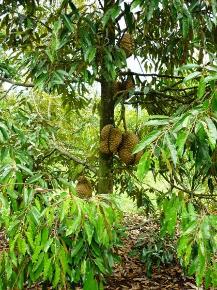 Durian Monthong, Durian D24, Durian Lay, Durian Kuning Mas, Durian Cane, Durian Matahari, Durian Sitokong, Durian Musang King