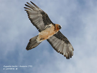 quebrantahuesos Gypaetus barbatus