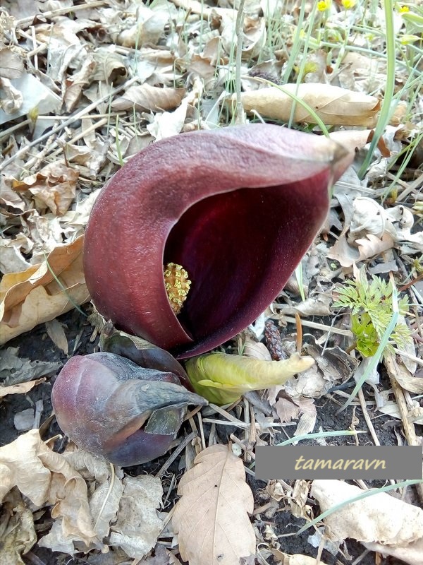 Связноплодник почколистный (Symplocarpus renifolius)