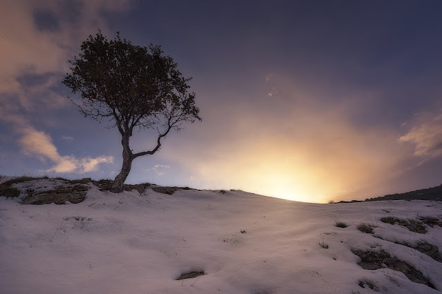 paisaje nevado al atardecer con un árbol como protagonista