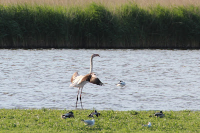 Grutte Flamingo - Flamingo - Phoenicopterus roseus