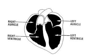 Difference between auricles and ventricles