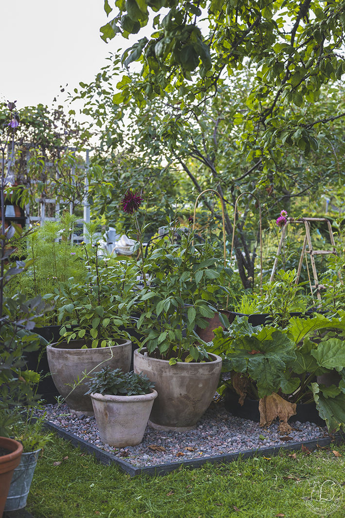 Oravankesäpesä siirtolapuutarha puutarha potager lavaviljely kasvulava viljelylaatikko ruukkupuutarha daalia Dahlia