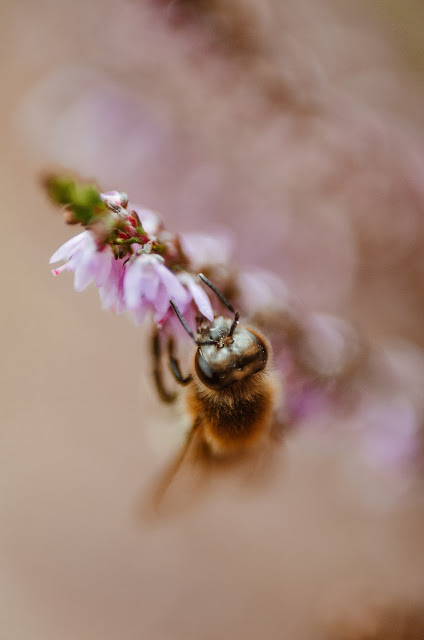 jesień | wrzosy | fotografia | macro | natura