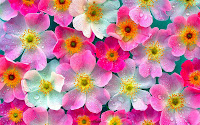   Wallpaper bunga