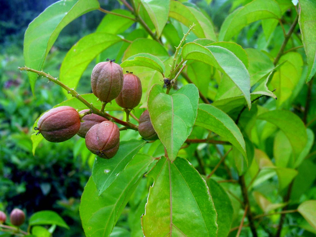  CROTON  TIGLIUM  - க்ரோட்டன் டிக்லியம்