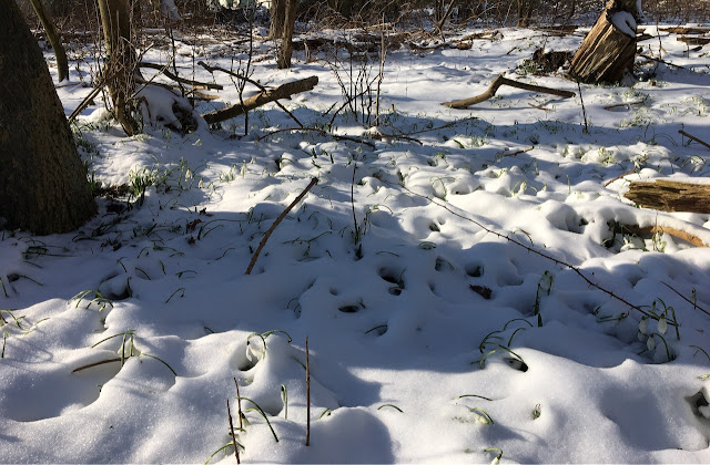 sneeuwklokjes in de sneeuw