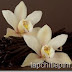 Đánh thức khứu giác của bạn với bột kem vanilla nguyên chất