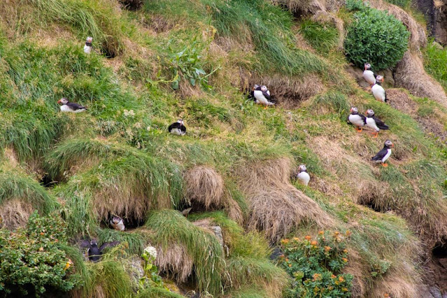 Gjógv-Puffin-Pulcinella di mare