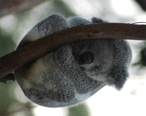 cute-animals-19