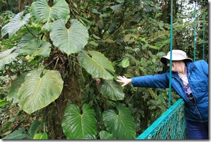 2012_02_01 07 CR Selvatura canopy walk - MLK & big leaf