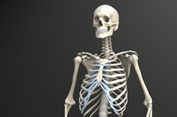 Solemnity Knowledge: Skeleton and Bones.