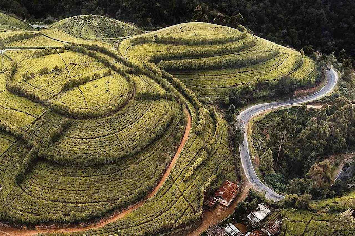 Campos de té verde en Sri Lanka