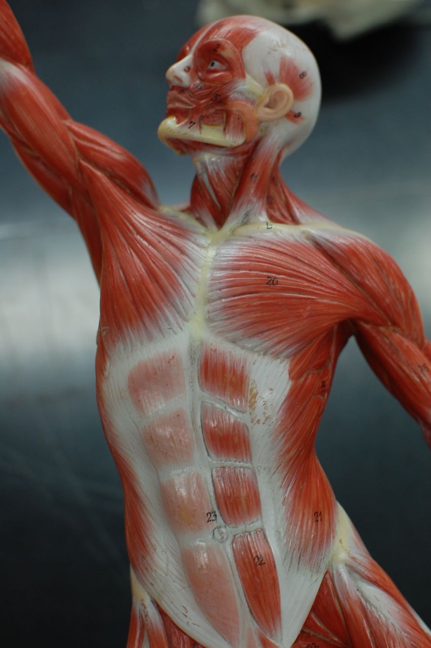 Human Anatomy Lab: Muscles of the Torso