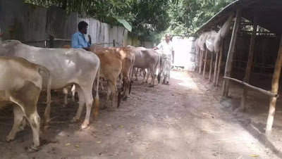 গরুর জন্য ‘আবাসিক হোটেল’ ব্যবস্থা বাংলাদেশে by শফিক রহমান