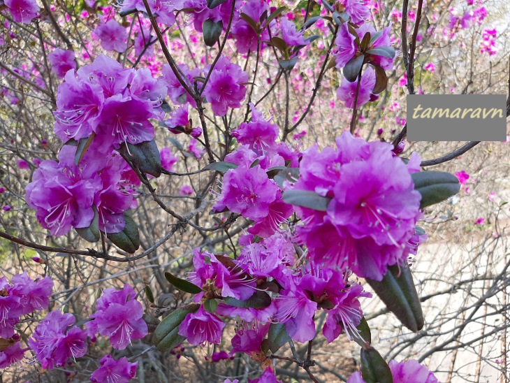 Рододендрон остроконечный (Rhododendron mucronulatum)