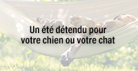  Un été détendu pour votre chien ou votre chat