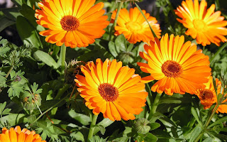 Calendula Para Combatir La Candidiasis