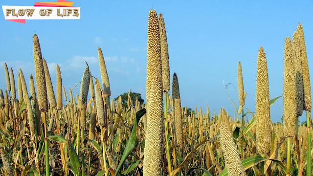 How to include millets in your diet