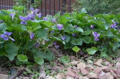 Viola sororia