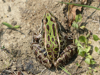 Grenouille léopard - Lithobates pipiens - Rana pipiens