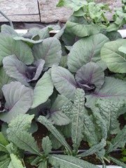 P7100184