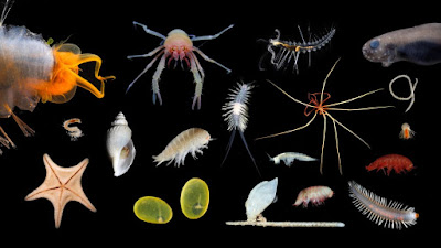 species found in ningaloo canyons