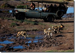 wild_dogs_1