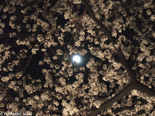 Sakura with the moon