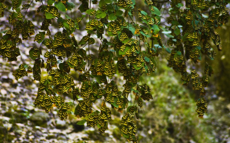 Butterflies valley Rhode island Greece, butterfly valley,