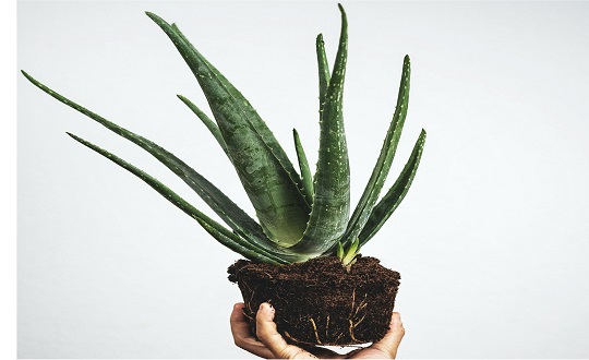 Benefits of Aloe Vera Gel