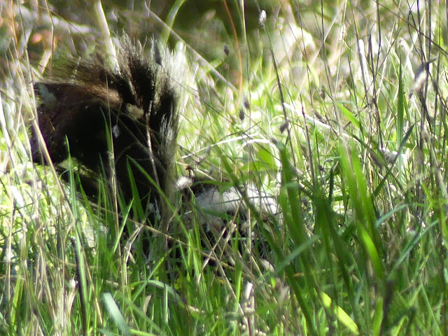 cute fluffy skunk