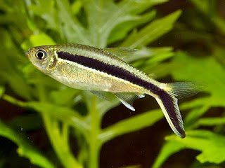 Ikan Hias